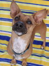 Canelo
