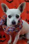 Edie