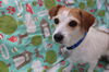 Maggie