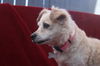 Sadie May