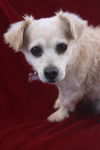 Sadie May