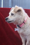 Sadie May