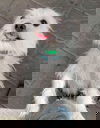 Yeti