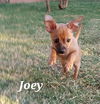 Joey