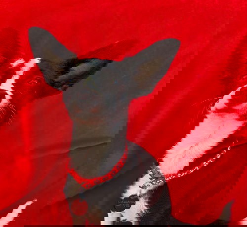 Ace