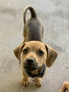 Cooper
