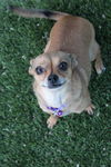 Sadie
