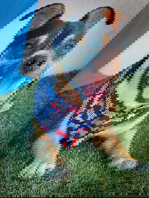Ace