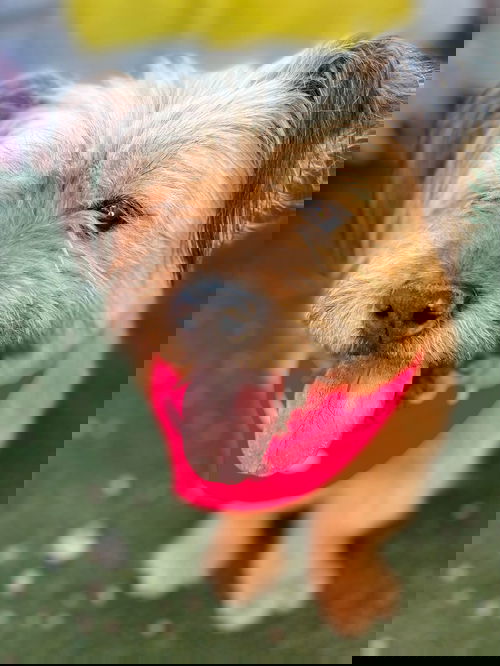 Tallulah