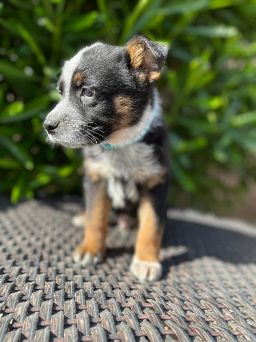 Zeke