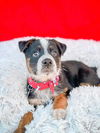 Zeke