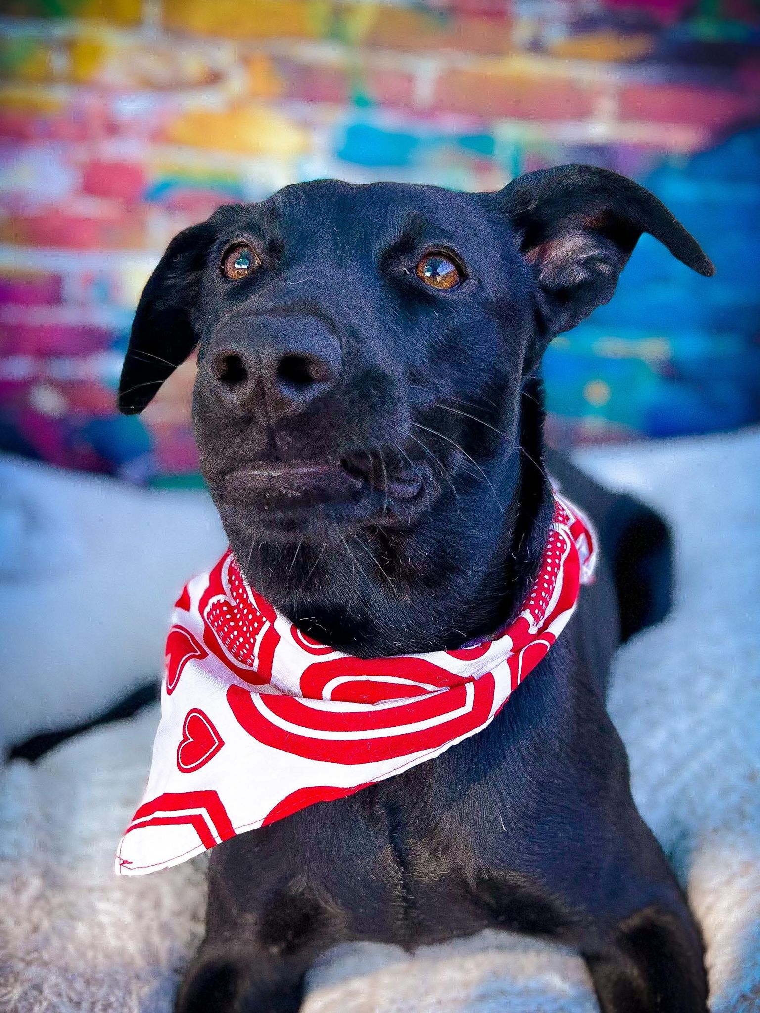 Meet Our Dogs Today | Arizona Small Dog Rescue Meet Our Dogs Today | Arizona Small Dog Rescue