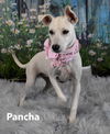 Pancha