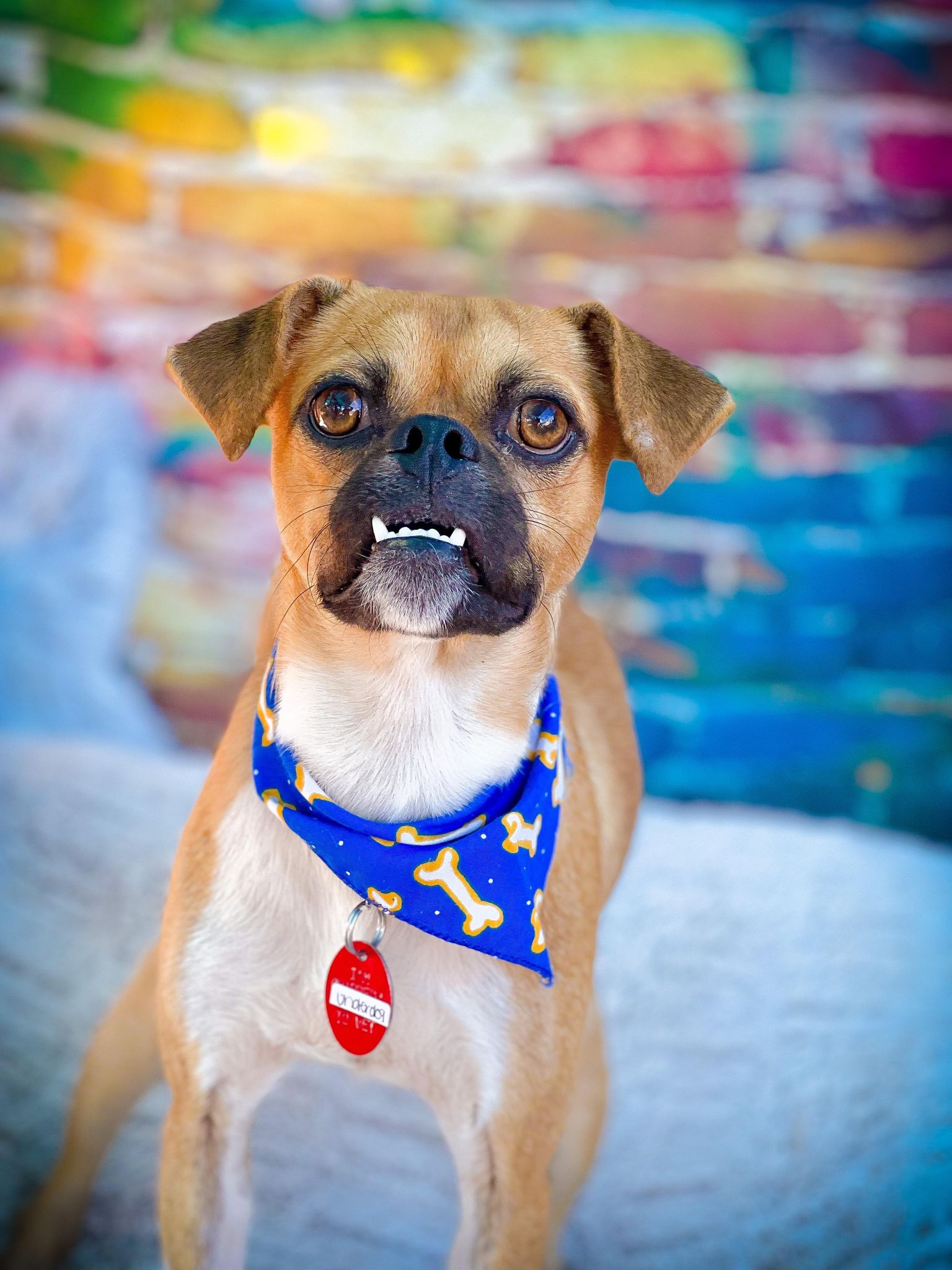 Meet Our Dogs Today | Arizona Small Dog Rescue