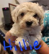 Hillie