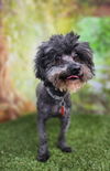 zeke