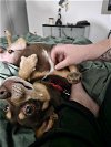 adoptable Dog in , AZ named Hershey Kisses