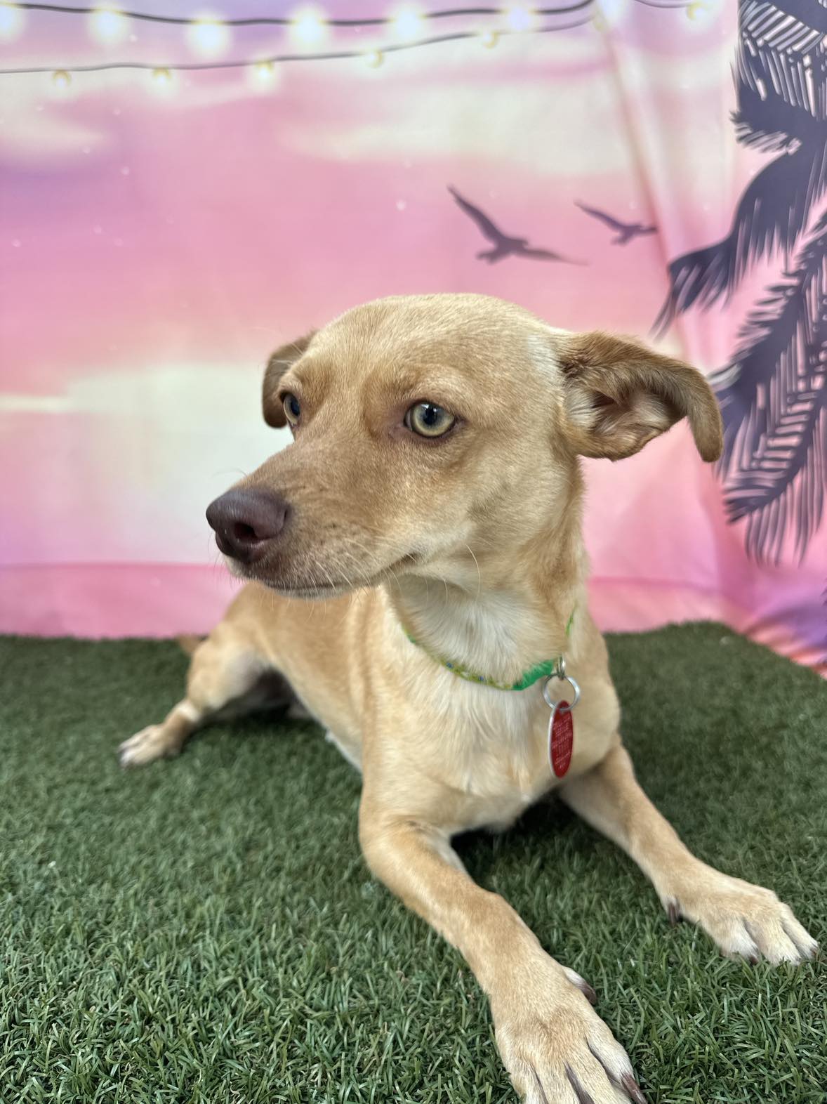 Dog for Adoption Dell, a Chihuahua in Wickenburg, AZ Alpha Paw