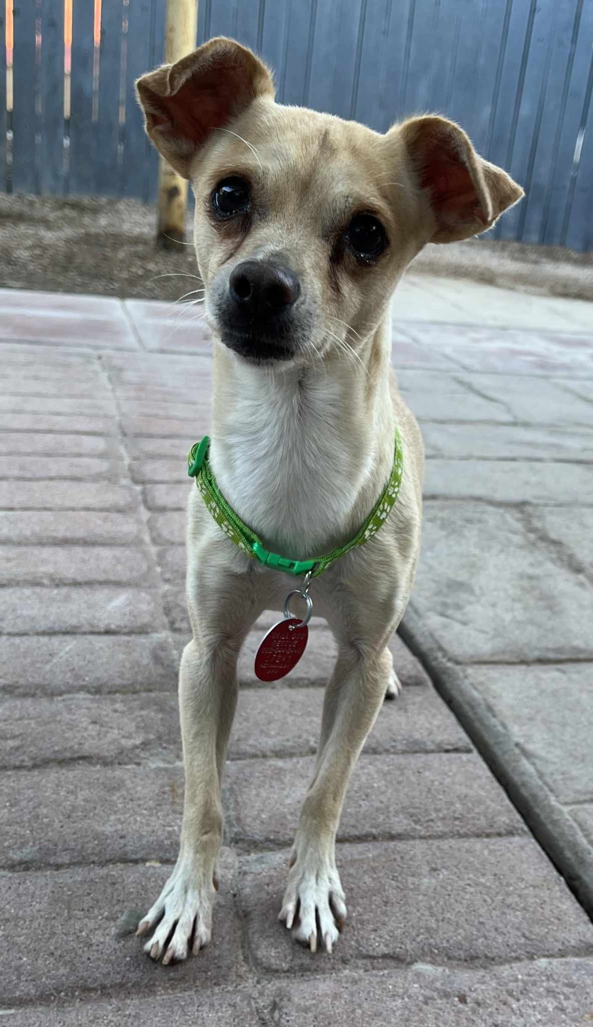adoptable Dog in Phoenix, AZ named Mike