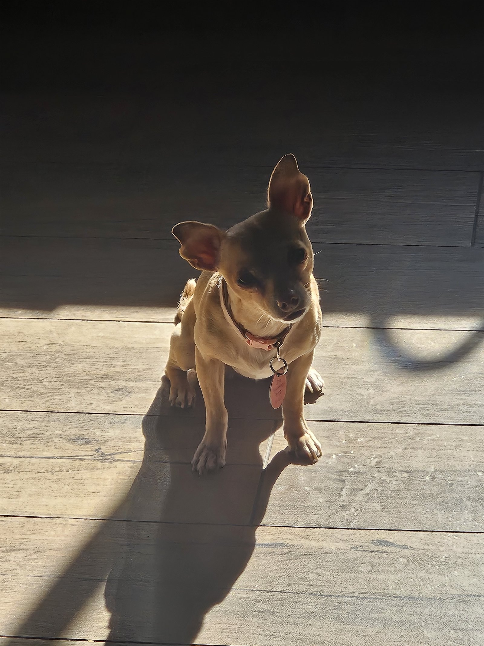 adoptable Dog in Laveen, AZ named India