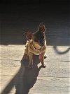 adoptable Dog in , AZ named India