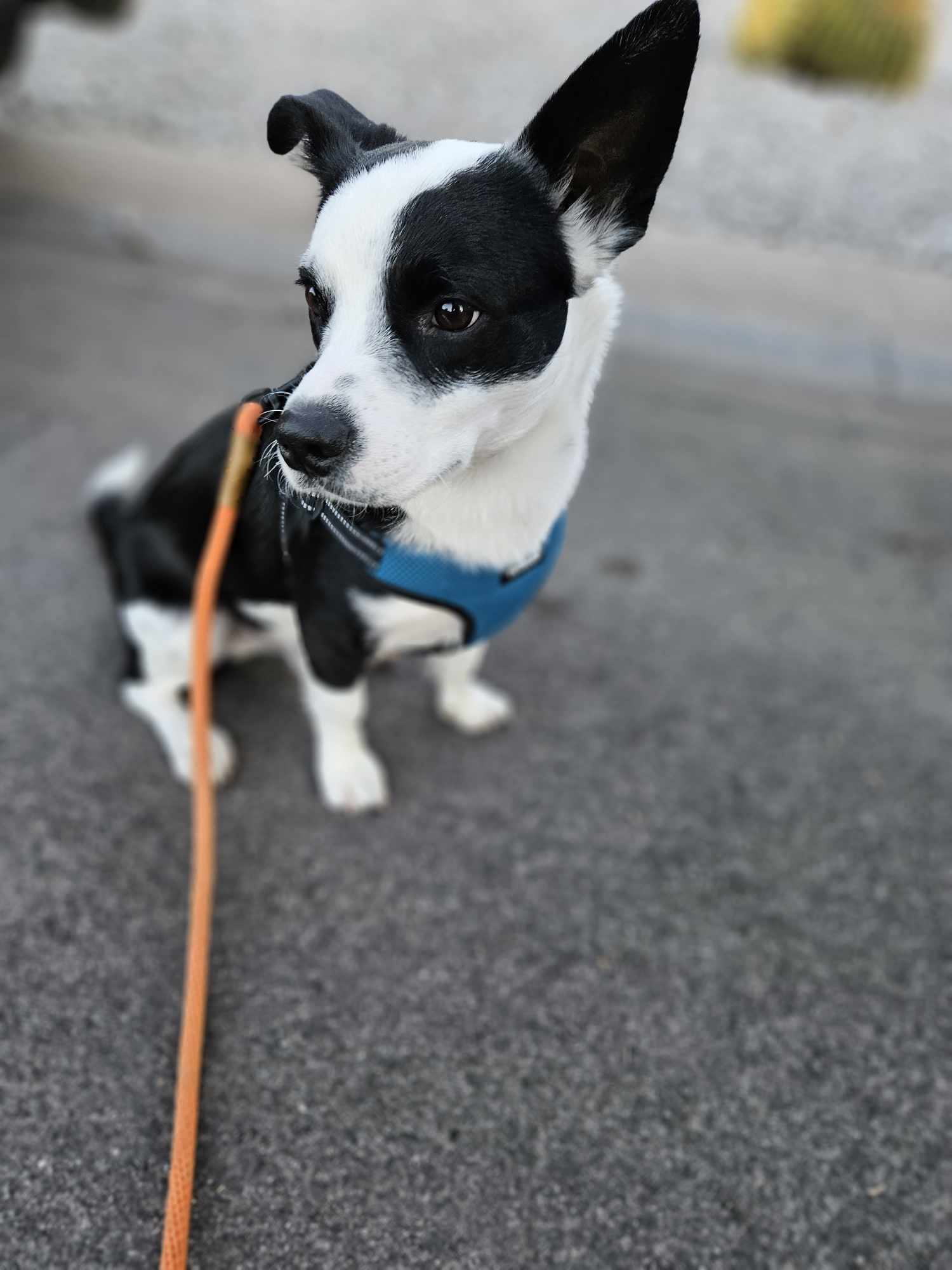 Dog For Adoption - Scooter, A Jack Russell Terrier In Buckeye, AZ ...