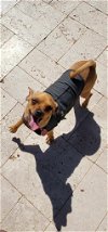 adoptable Dog in coolidge, AZ named Gravy