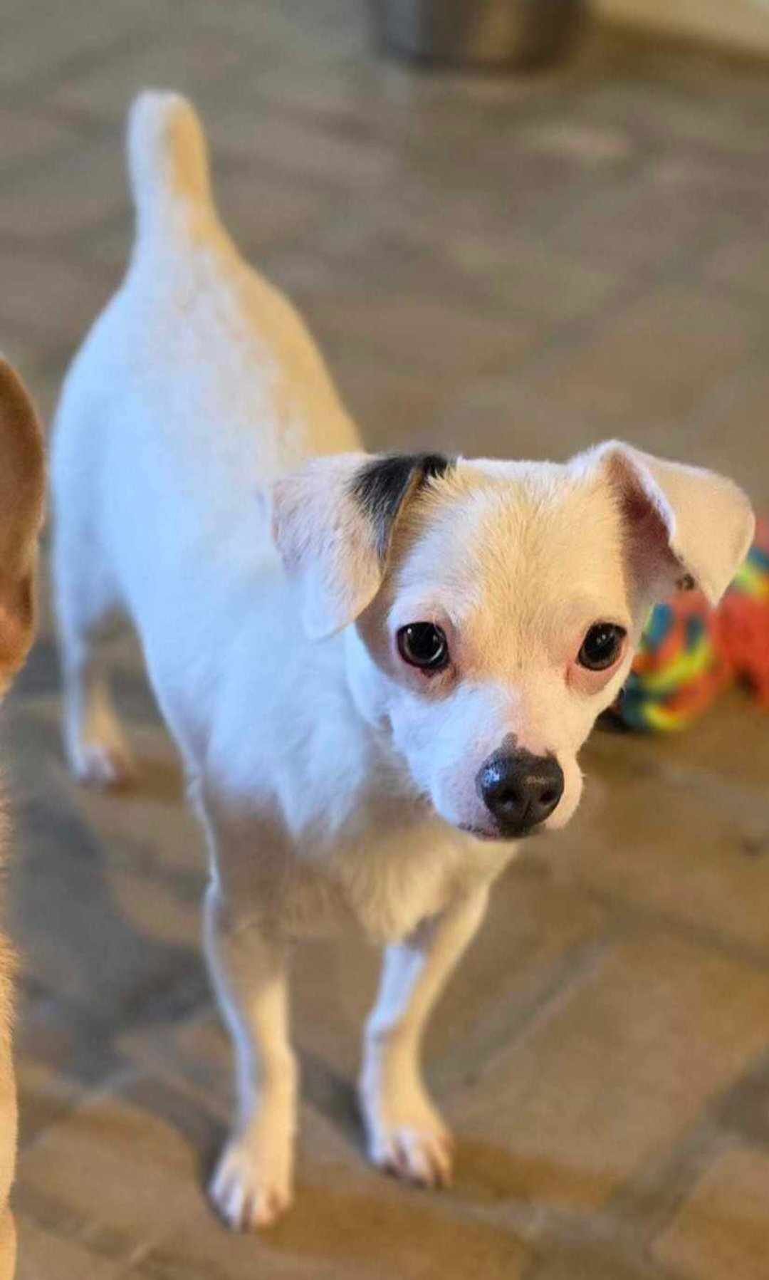 adoptable Dog in Phoenix, AZ named Chicken Nugget