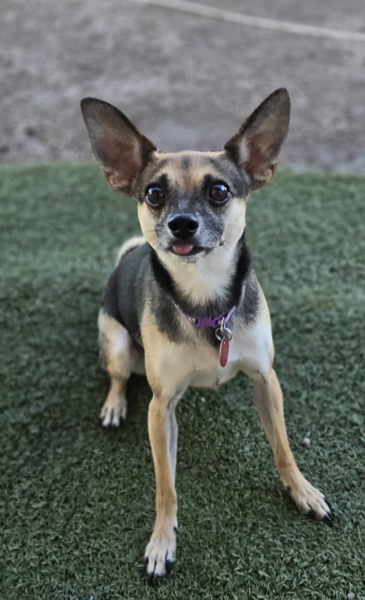 adoptable Dog in Phoenix, AZ named Mickey