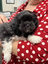 Little Rocky