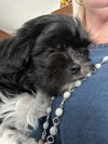 Little Rocky