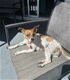 adoptable Dog in phoenix, AZ named Zin Zin