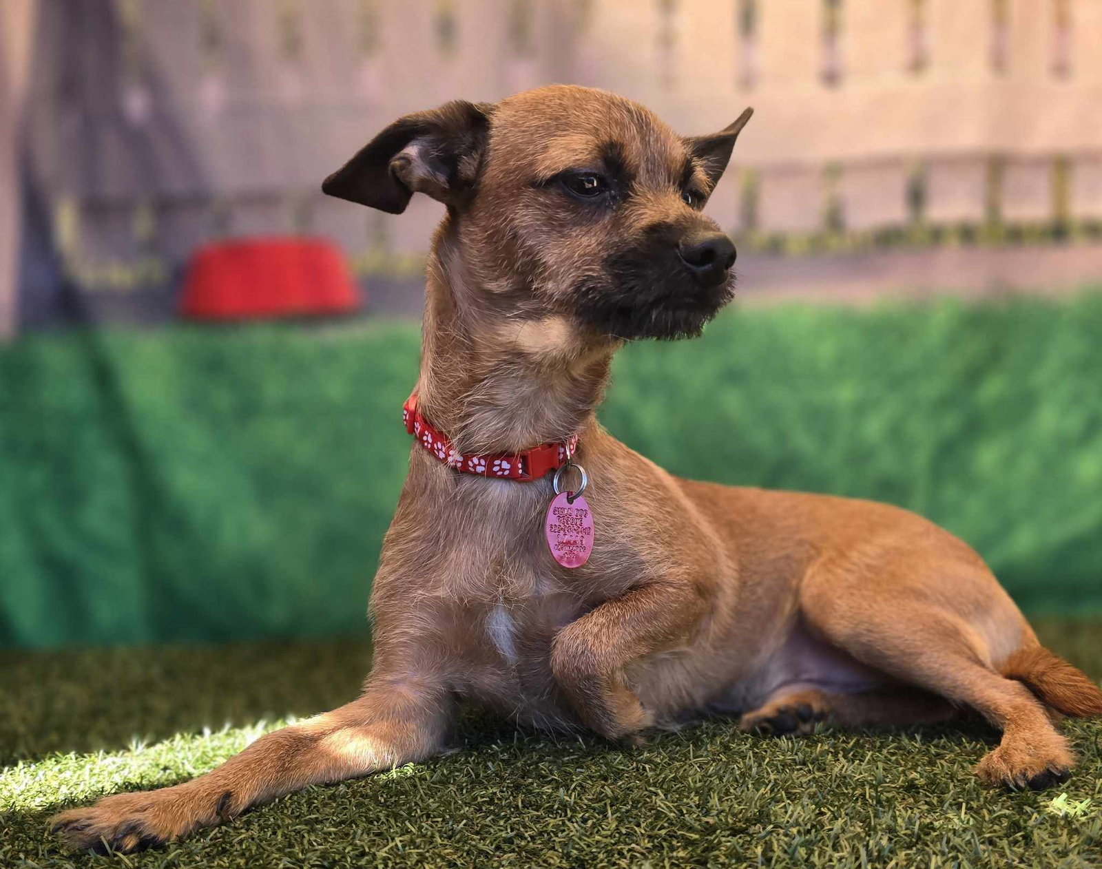 Dog for Adoption Yak, a Terrier in Surprise, AZ Alpha Paw