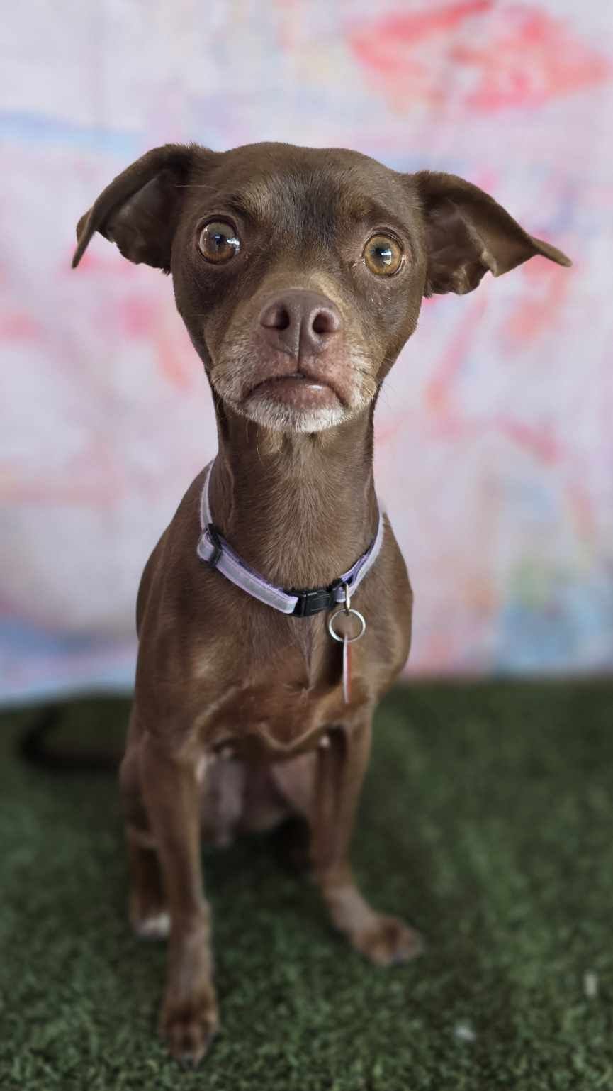 adoptable Dog in Phoenix, AZ named Carrie