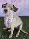 adoptable Dog in  named Fancy