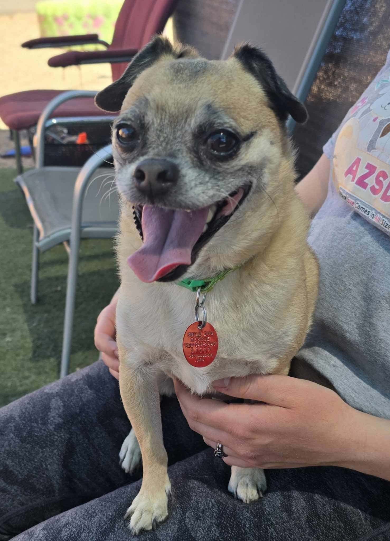 adoptable Dog in Phoenix, AZ named Fred