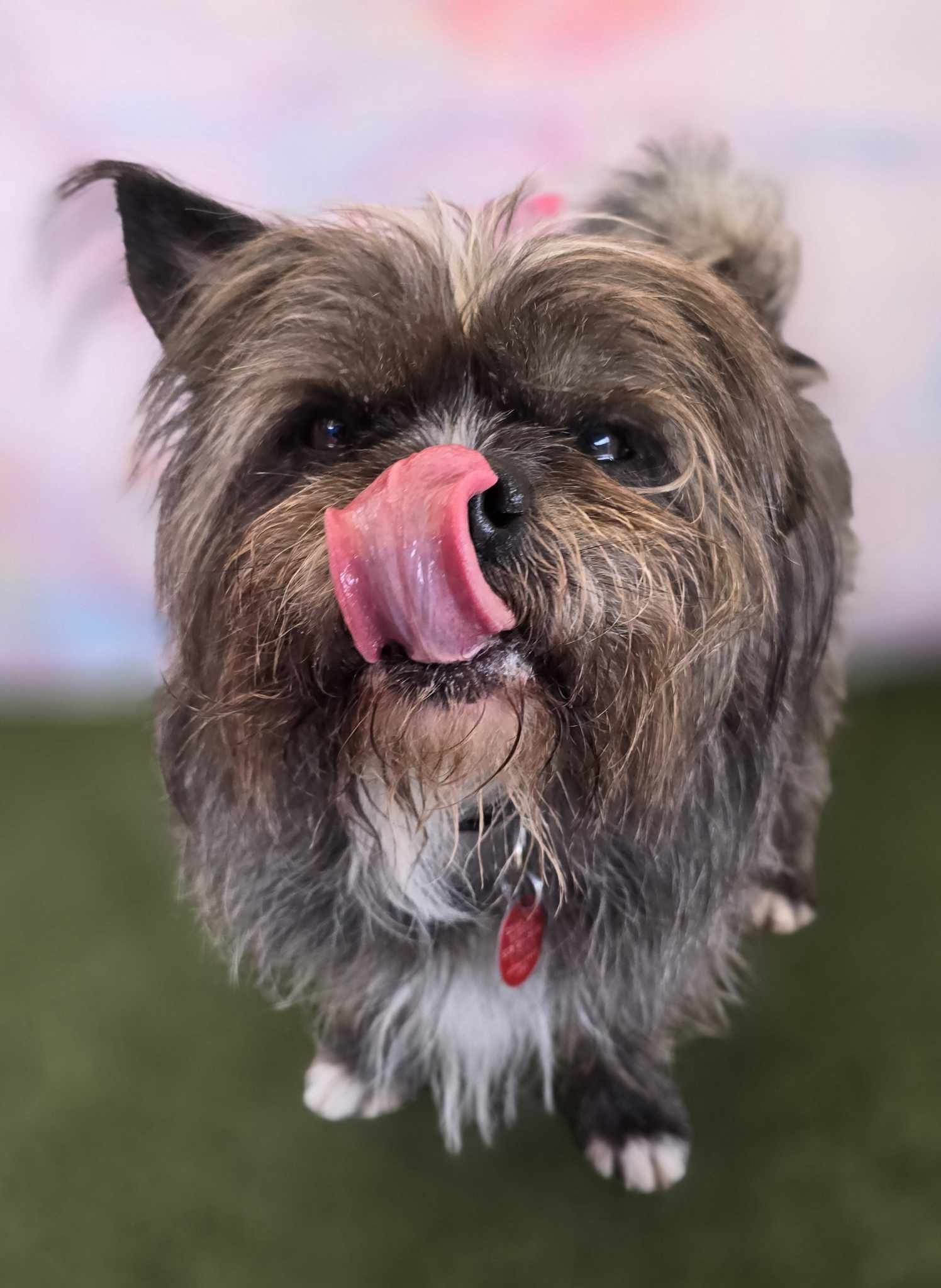 adoptable Dog in Phoenix, AZ named Hercules