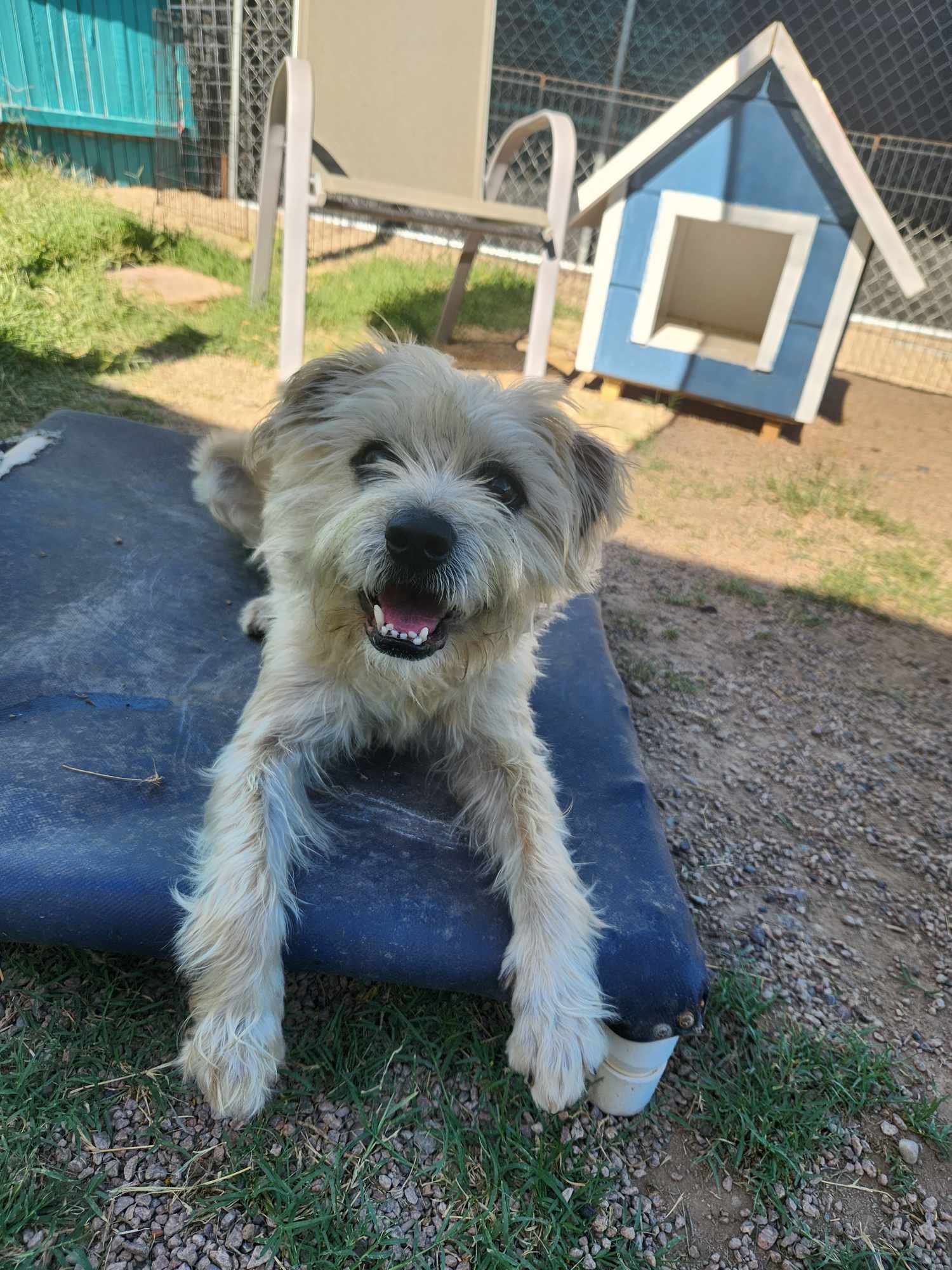 adoptable Dog in Phoenix, AZ named Inosuke