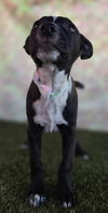 Prancer