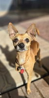 adoptable Dog in Phoenix, AZ named Craig