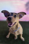 adoptable Dog in Phoenix, AZ named Kobashi