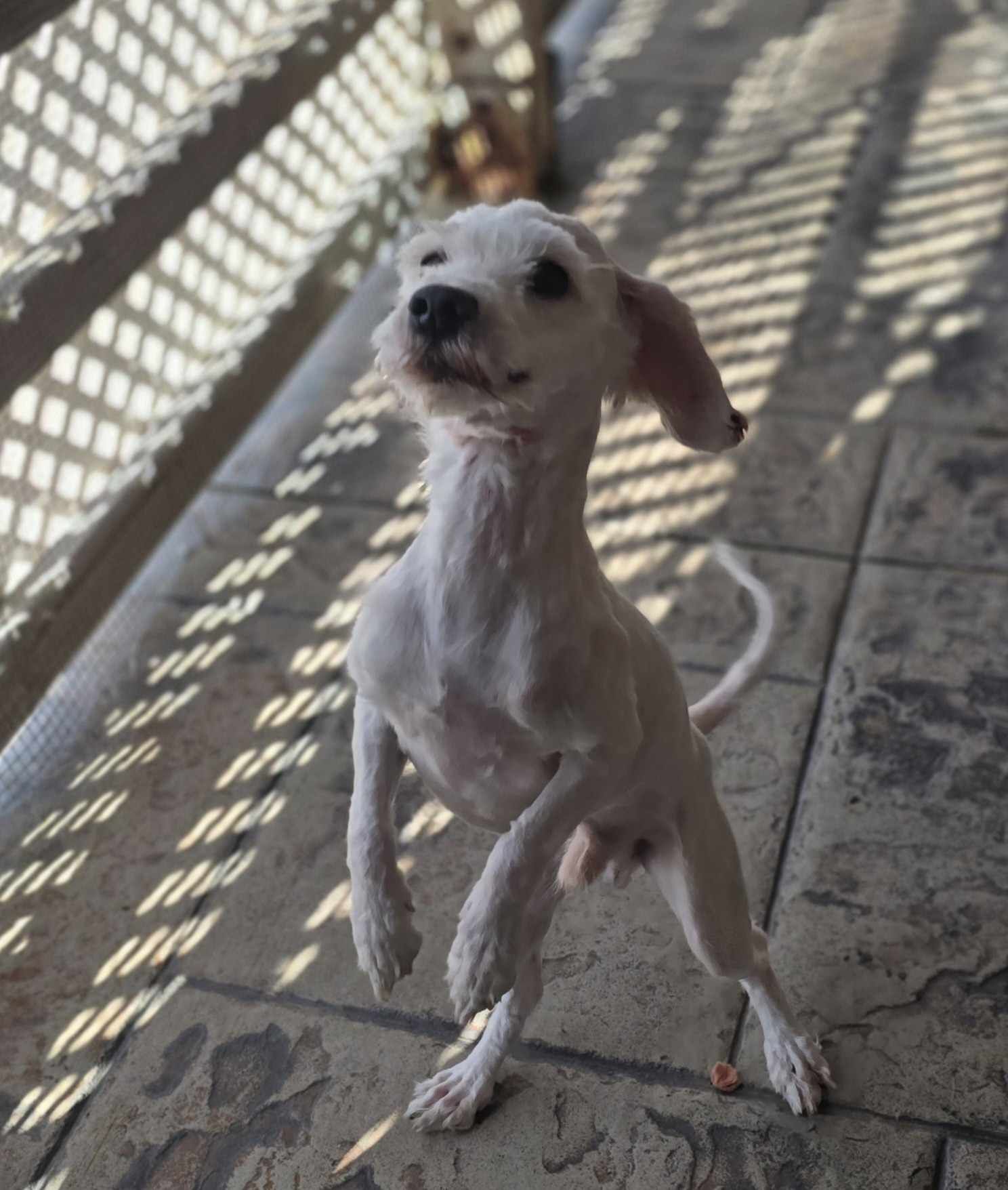 adoptable Dog in Phoenix, AZ named Ghost