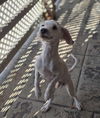 adoptable Dog in , AZ named Ghost