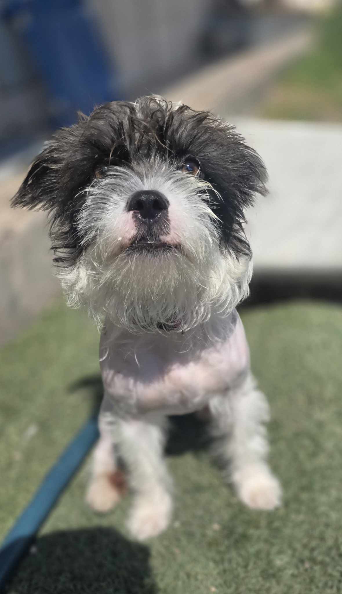 adoptable Dog in Phoenix, AZ named Grey