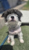 adoptable Dog in , AZ named Grey