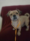 adoptable Dog in , AZ named Tutu