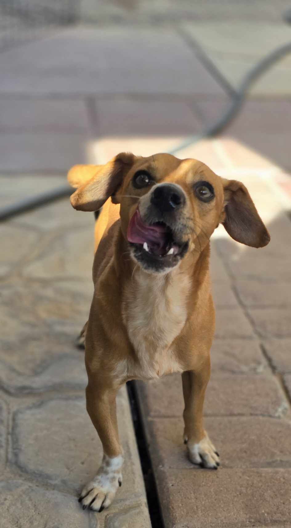 adoptable Dog in Phoenix, AZ named Marvin