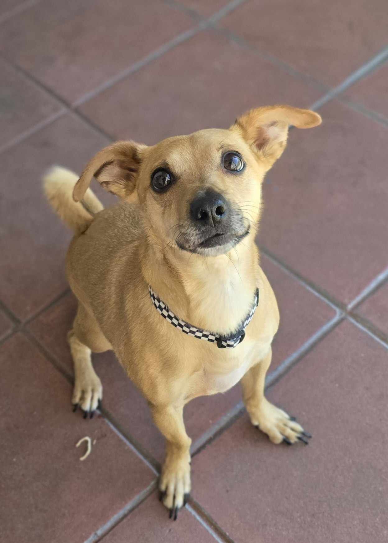 adoptable Dog in Phoenix, AZ named Jaxx