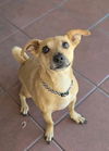 adoptable Dog in , AZ named Jaxx