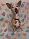 adoptable Dog in , AZ named Mork